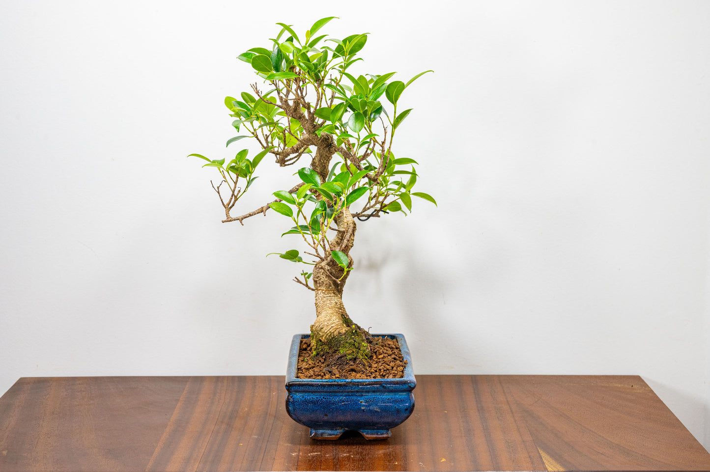 Banyan Fig Bonsai  S Trunk - 20cm Blue Ceramic Pot