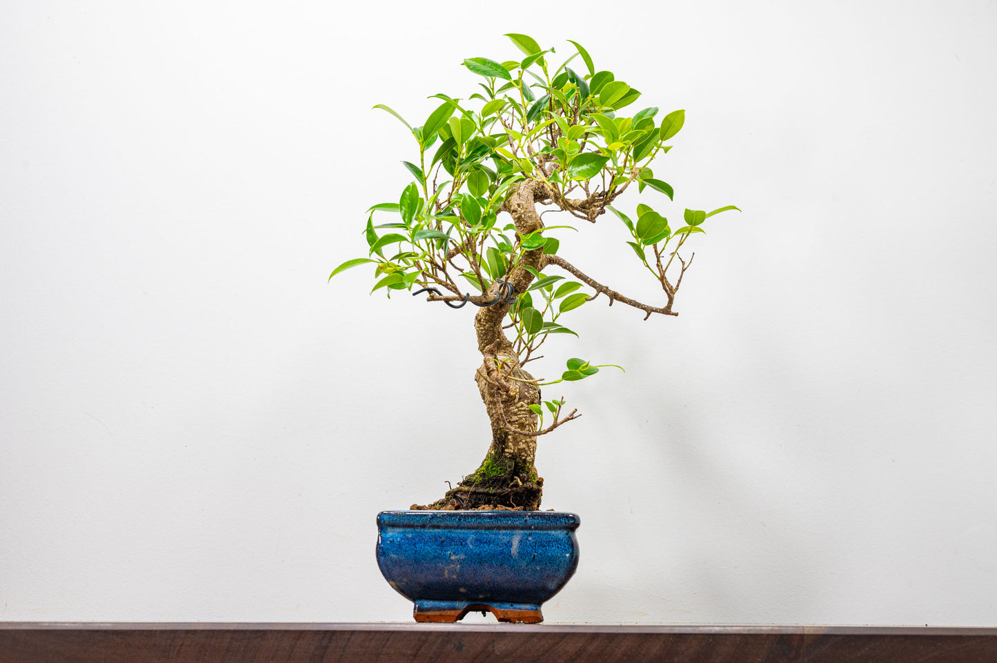 Banyan Fig Bonsai  S Trunk - 20cm Blue Ceramic Pot