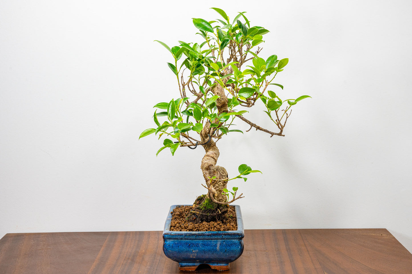 Banyan Fig Bonsai  S Trunk - 20cm Blue Ceramic Pot