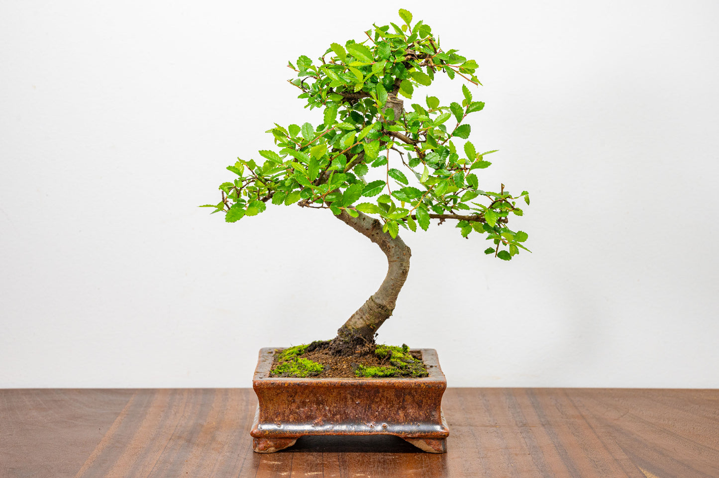 Chinese Elm Bonsai & Care Kit in Ember  Brown Ceramic Dish