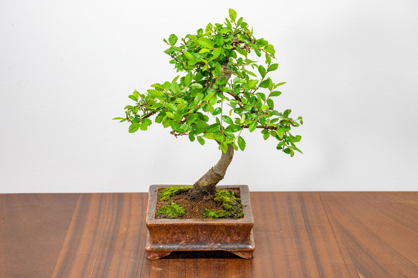 Chinese Elm Bonsai & Care Kit in Ember  Brown Ceramic Dish