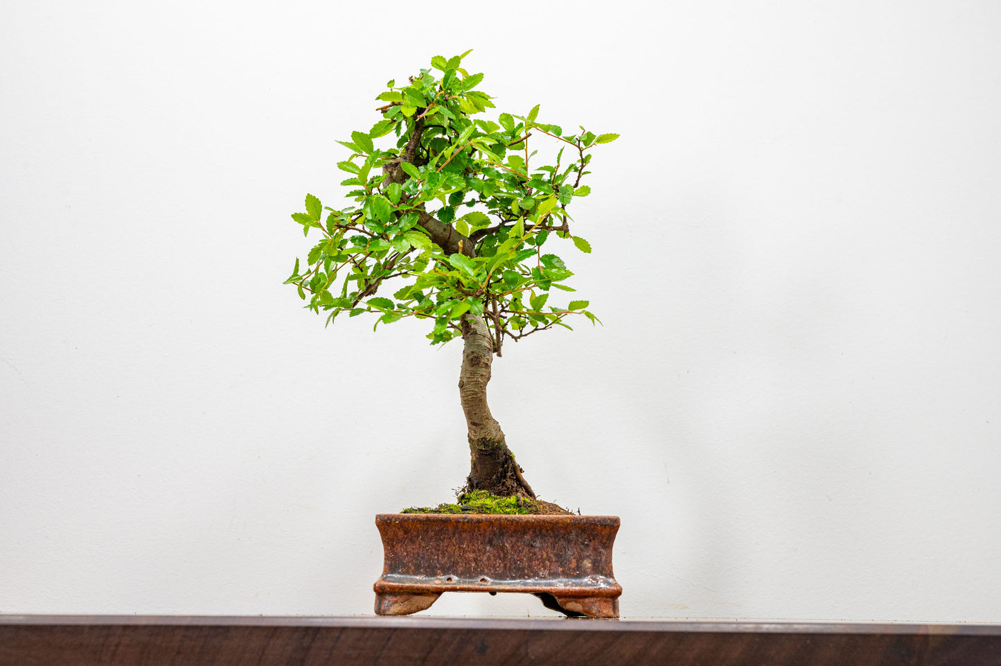 Chinese Elm Bonsai & Care Kit in Ember  Brown Ceramic Dish