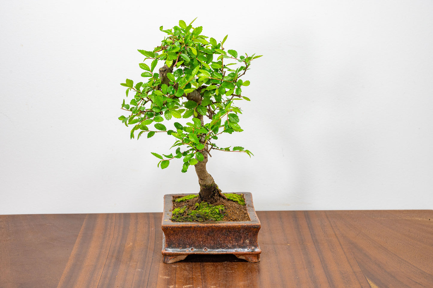 Chinese Elm Bonsai & Care Kit in Ember  Brown Ceramic Dish