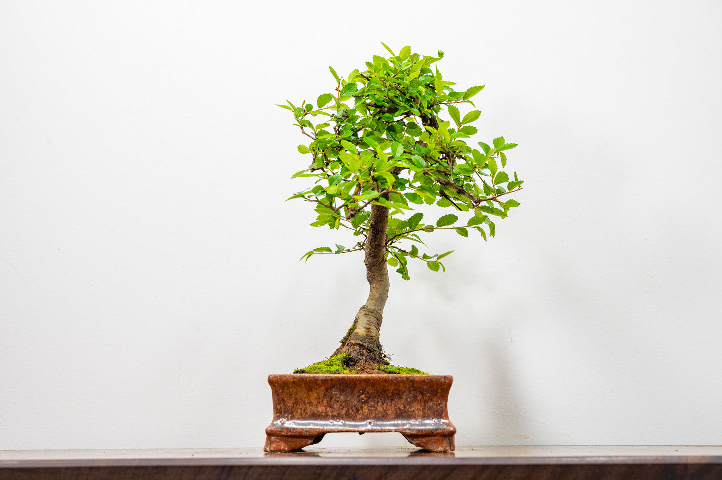 Chinese Elm Bonsai & Care Kit in Ember  Brown Ceramic Dish