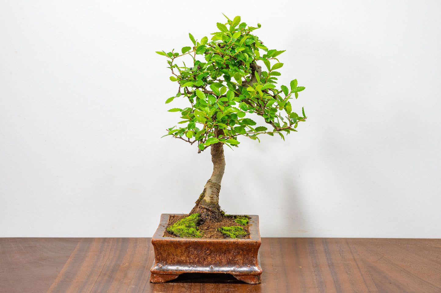 Chinese Elm Bonsai & Care Kit in Ember  Brown Ceramic Dish