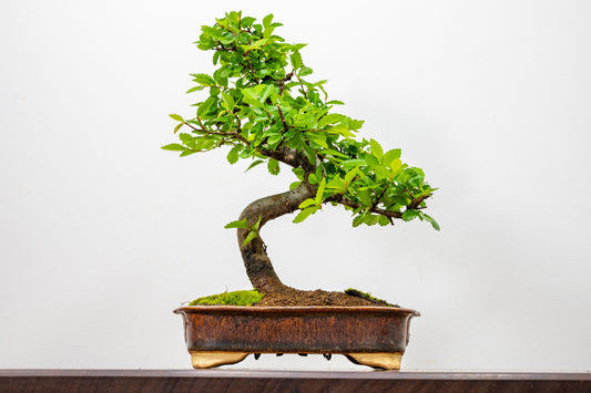 Chinese Elm Bonsai & Care Kiti n 18 cm Ember Brown Ceramic Dish