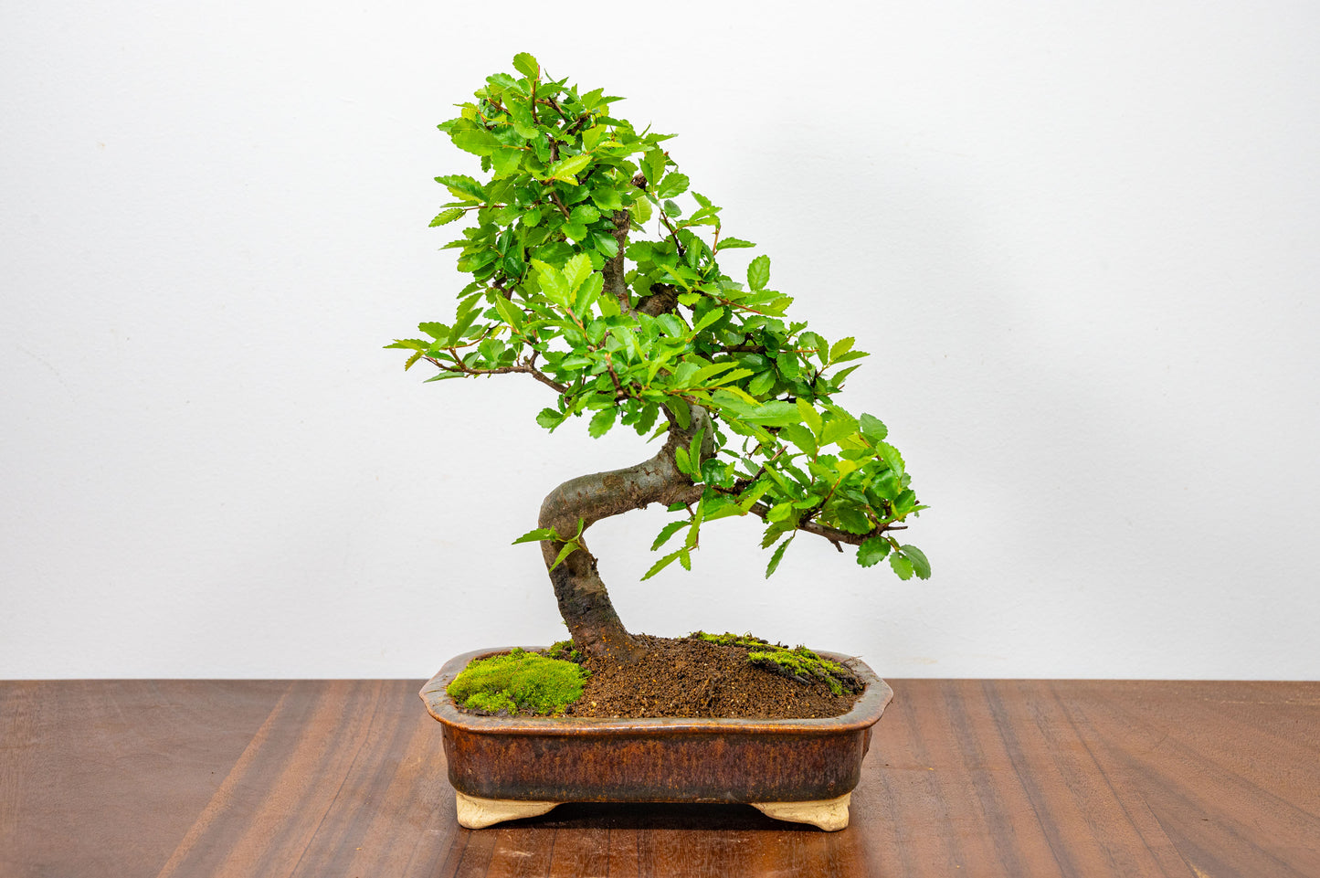 Chinese Elm Bonsai & Care Kiti n 18 cm Ember Brown Ceramic Dish