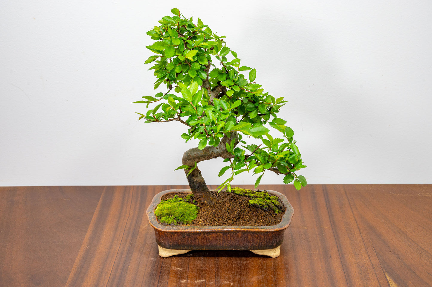 Chinese Elm Bonsai & Care Kiti n 18 cm Ember Brown Ceramic Dish