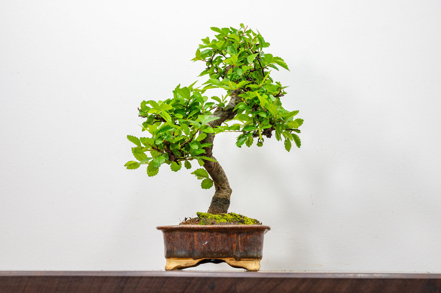 Chinese Elm Bonsai & Care Kiti n 18 cm Ember Brown Ceramic Dish