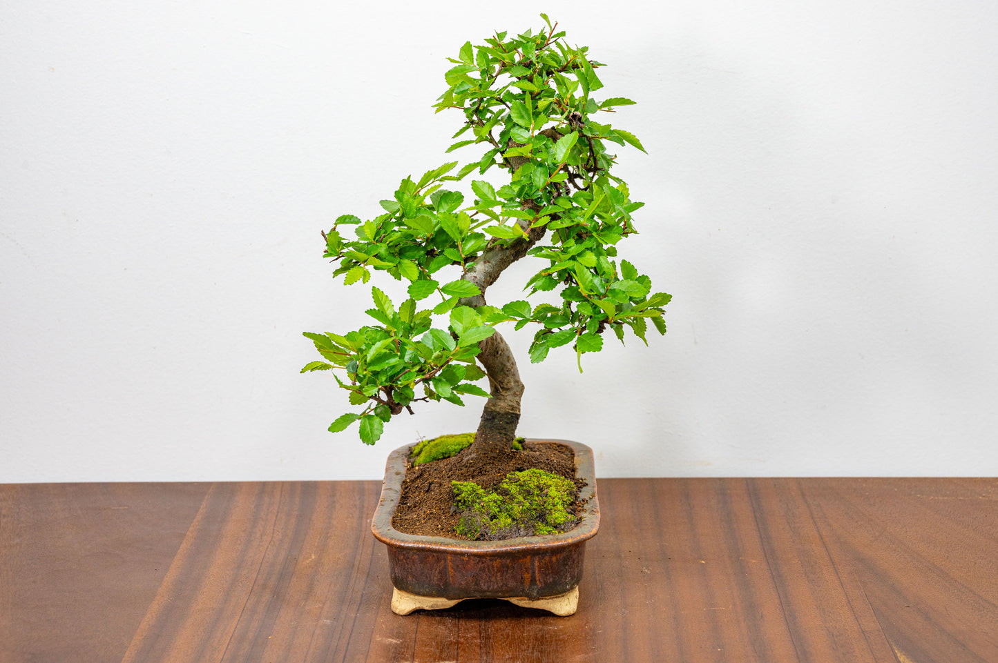 Chinese Elm Bonsai & Care Kiti n 18 cm Ember Brown Ceramic Dish