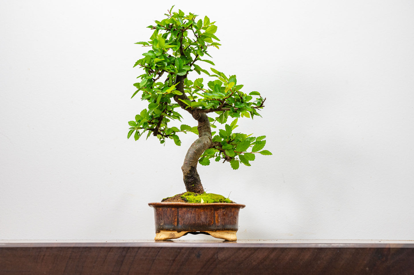 Chinese Elm Bonsai & Care Kiti n 18 cm Ember Brown Ceramic Dish