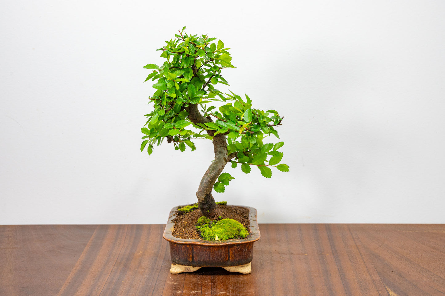 Chinese Elm Bonsai & Care Kiti n 18 cm Ember Brown Ceramic Dish