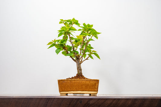 Bougainvillea  Pink Flowering Bonsai - 12cm Venus Brown pot