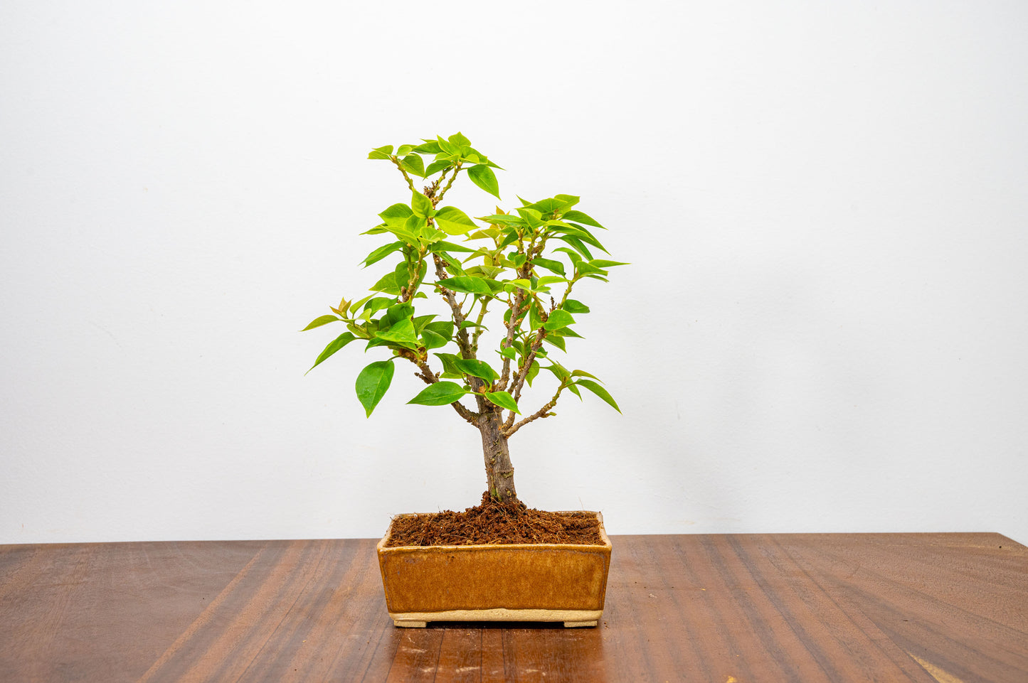 Bougainvillea  Pink Flowering Bonsai - 12cm Venus Brown pot