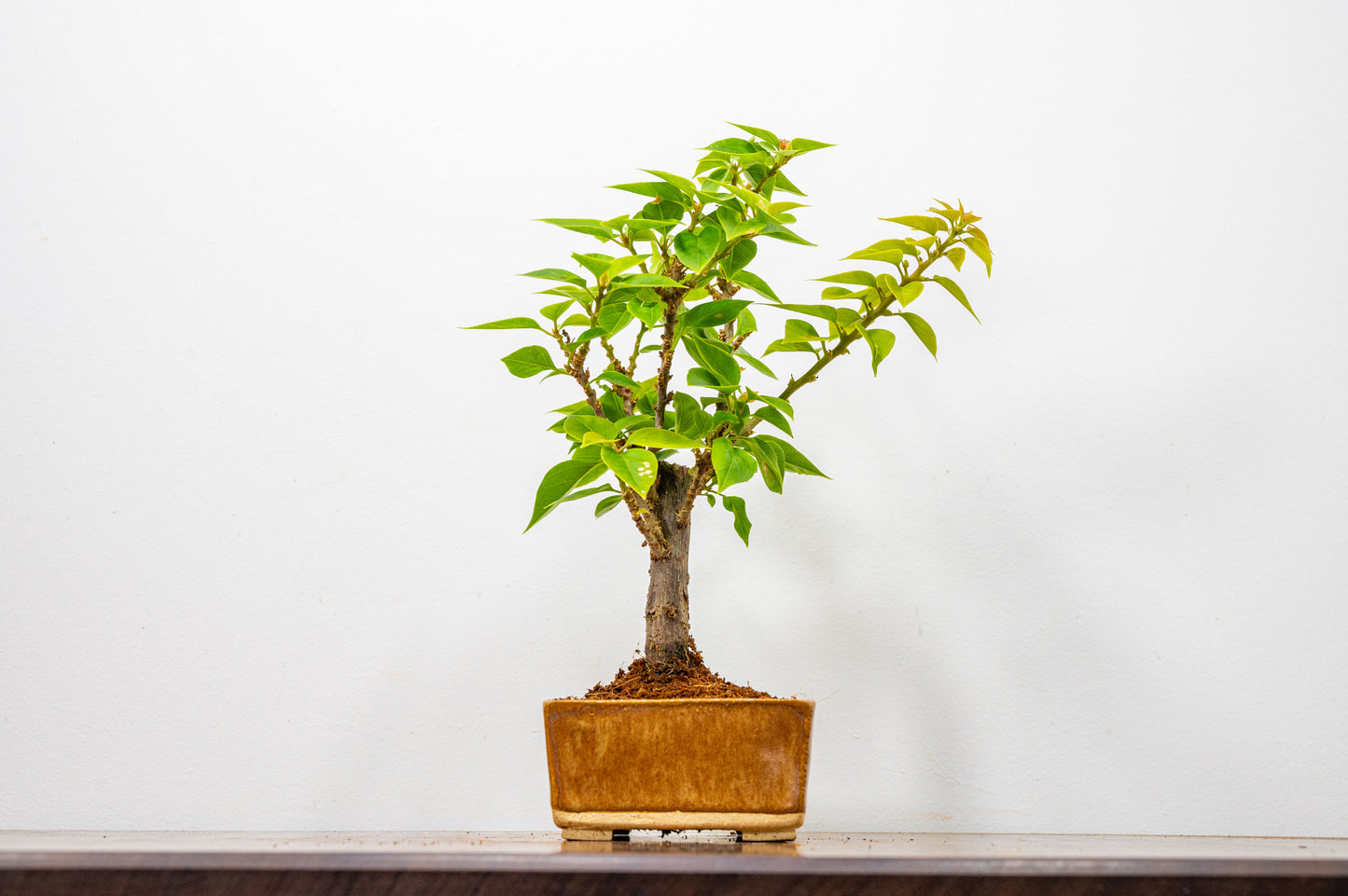 Bougainvillea  Pink Flowering Bonsai - 12cm Venus Brown pot