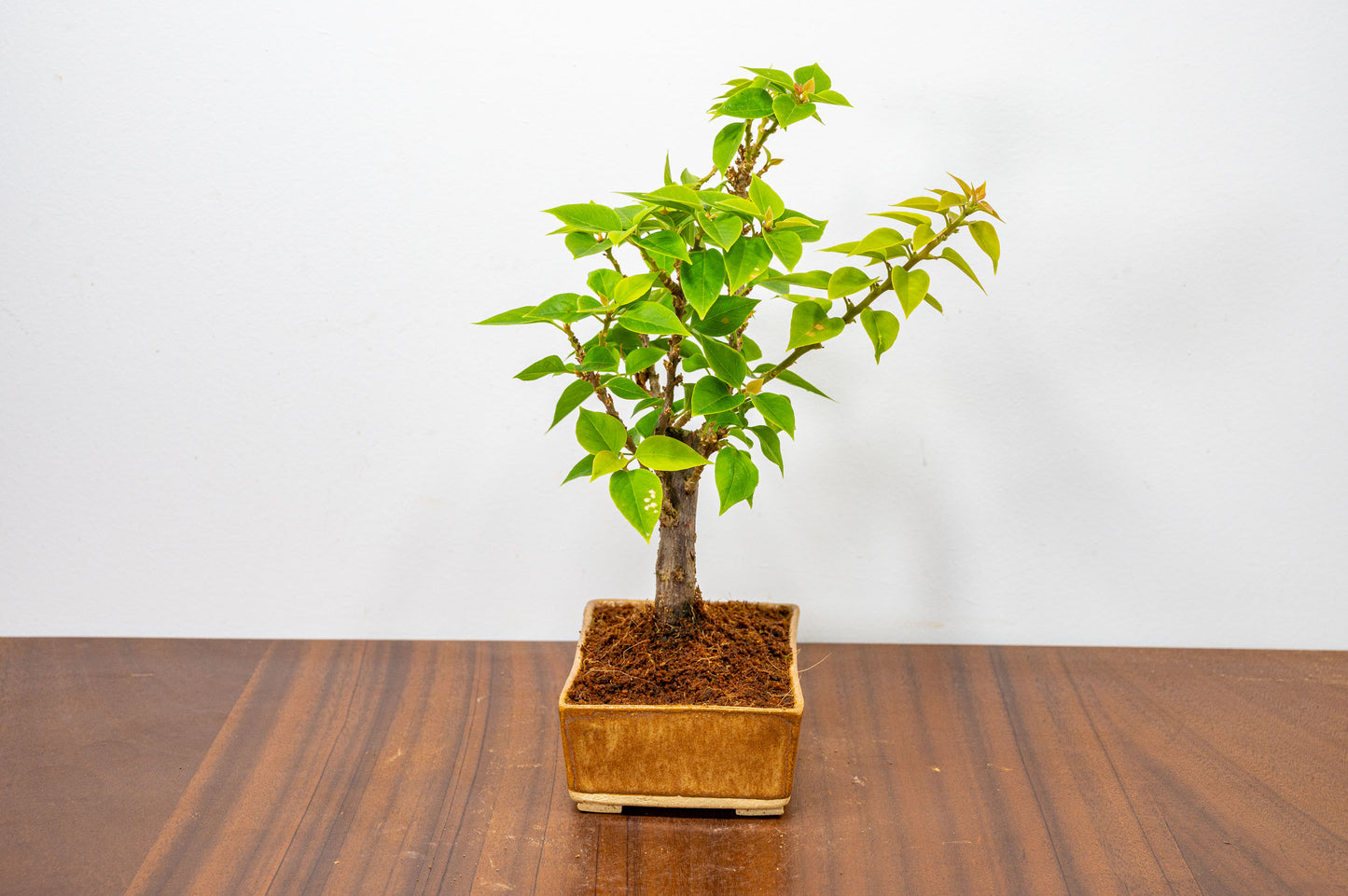 Bougainvillea  Pink Flowering Bonsai - 12cm Venus Brown pot