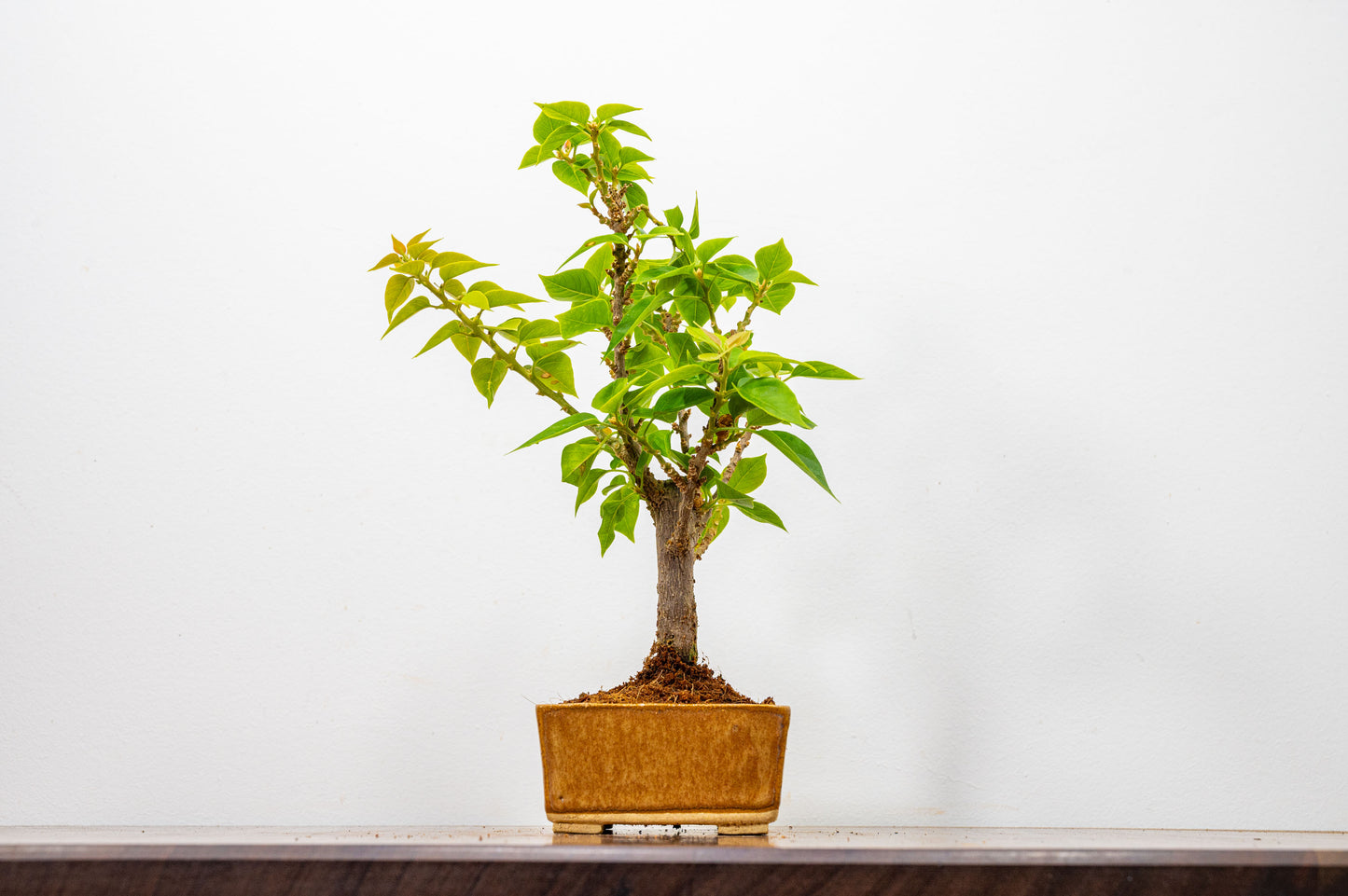 Bougainvillea  Pink Flowering Bonsai - 12cm Venus Brown pot