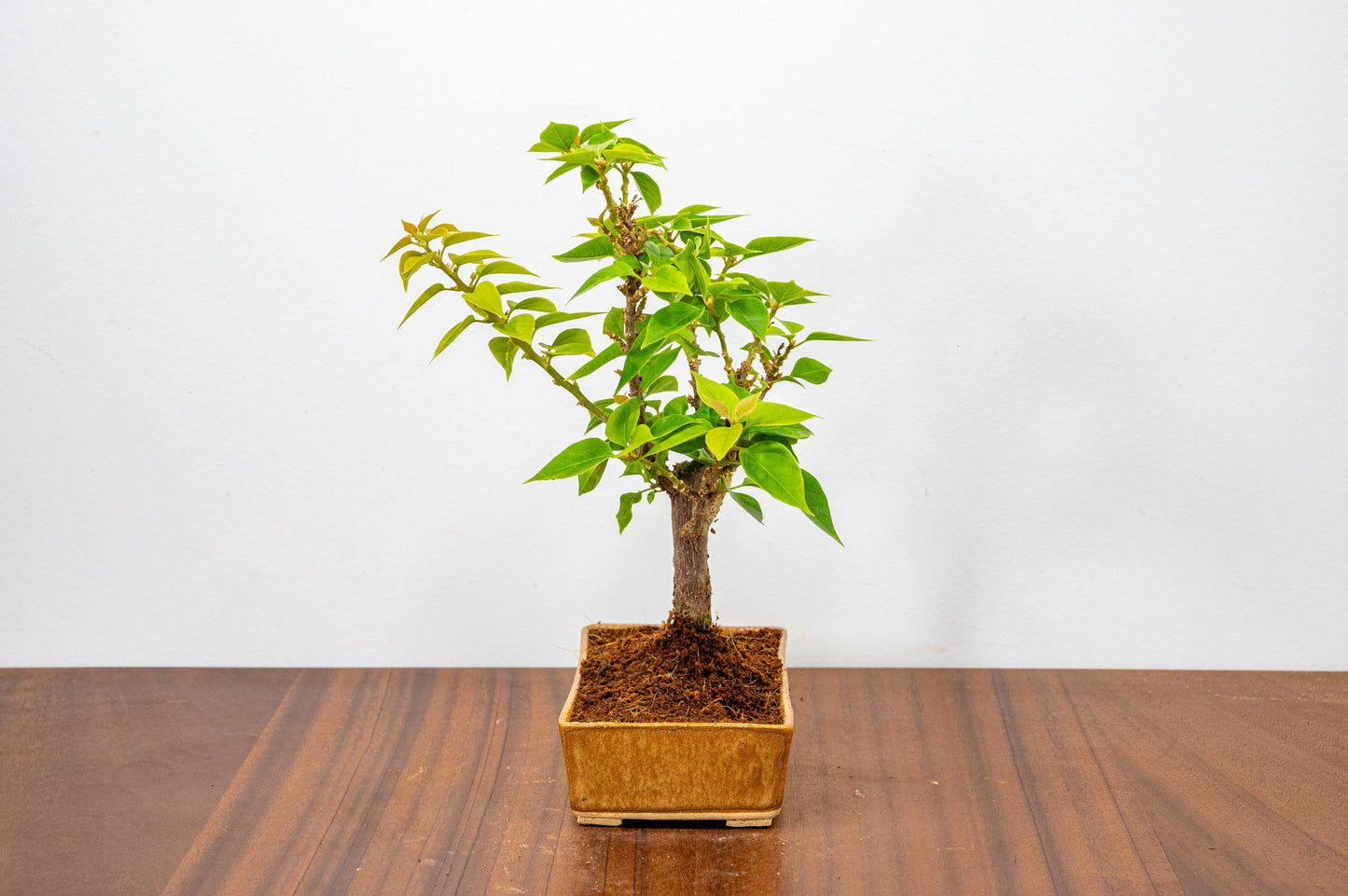 Bougainvillea  Pink Flowering Bonsai - 12cm Venus Brown pot