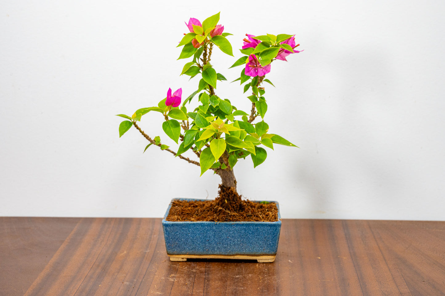 Bougainvillea  Pink Flowering Bonsai - 12cm Matt Blue pot