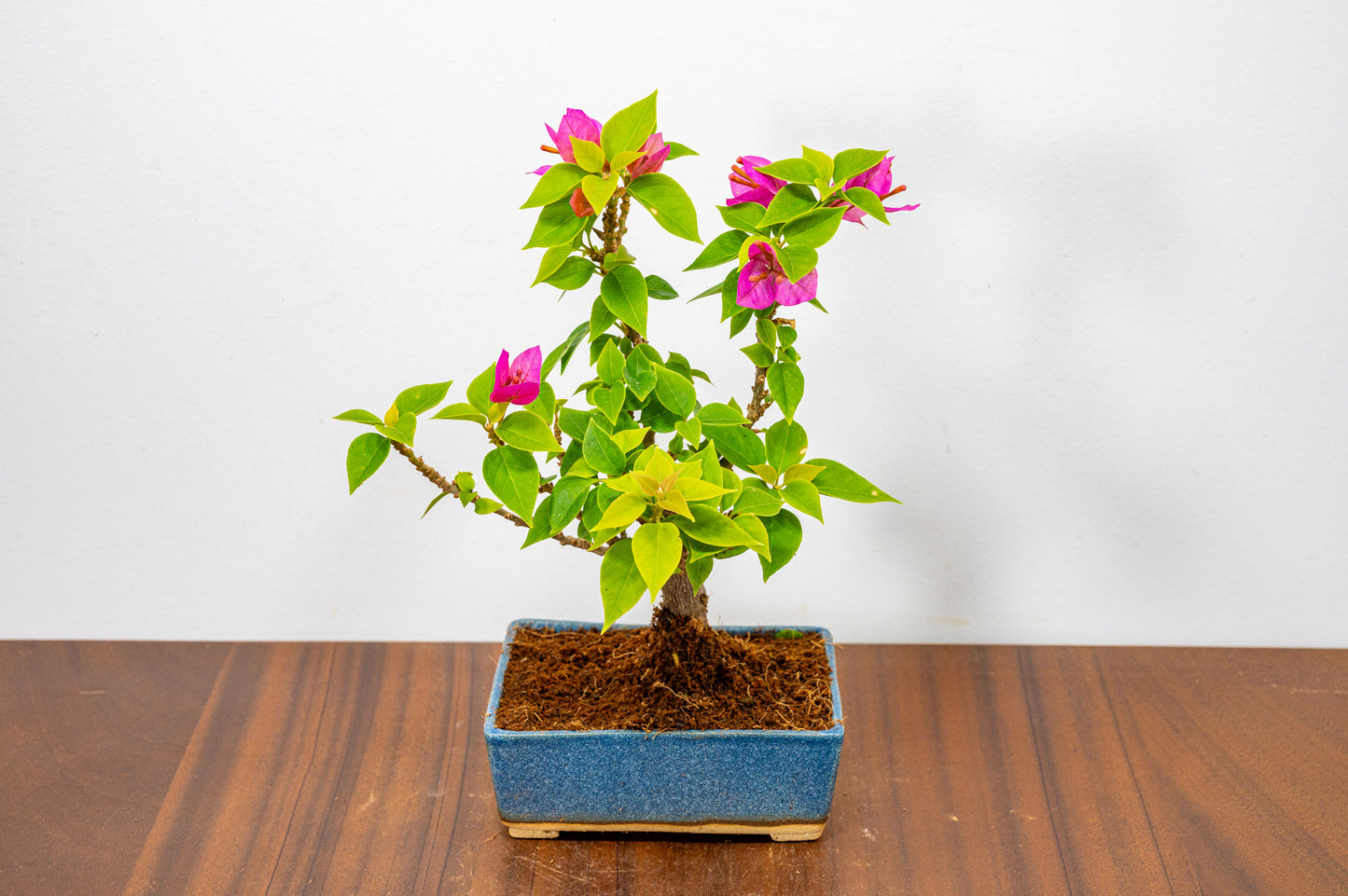 Bougainvillea  Pink Flowering Bonsai - 12cm Matt Blue pot