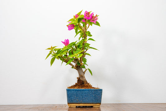 Bougainvillea  Pink Flowering Bonsai - 12cm Matt Blue pot