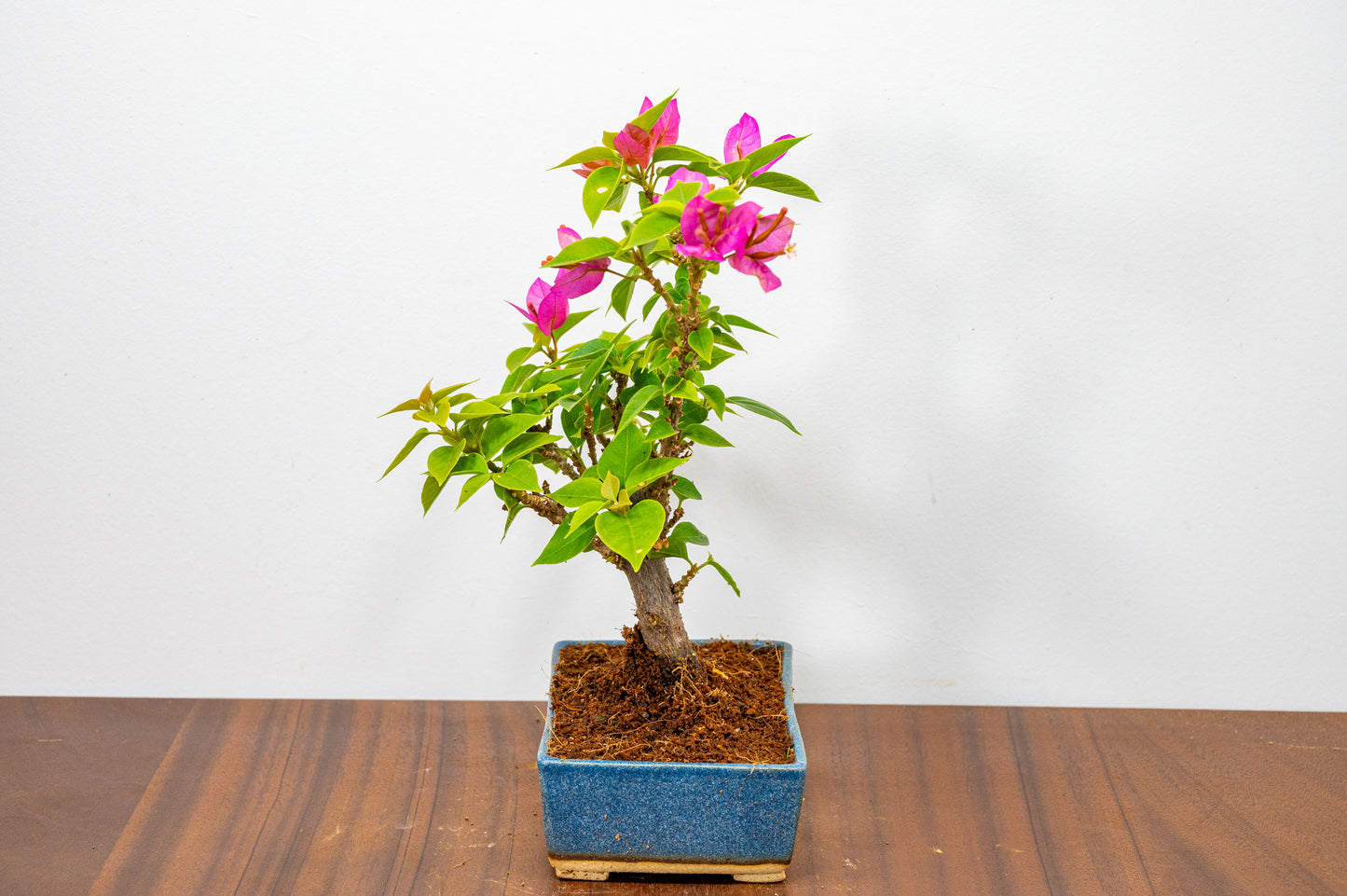 Bougainvillea  Pink Flowering Bonsai - 12cm Matt Blue pot