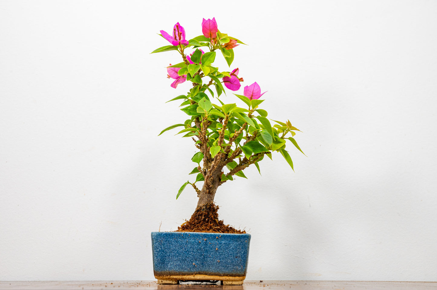 Bougainvillea  Pink Flowering Bonsai - 12cm Matt Blue pot