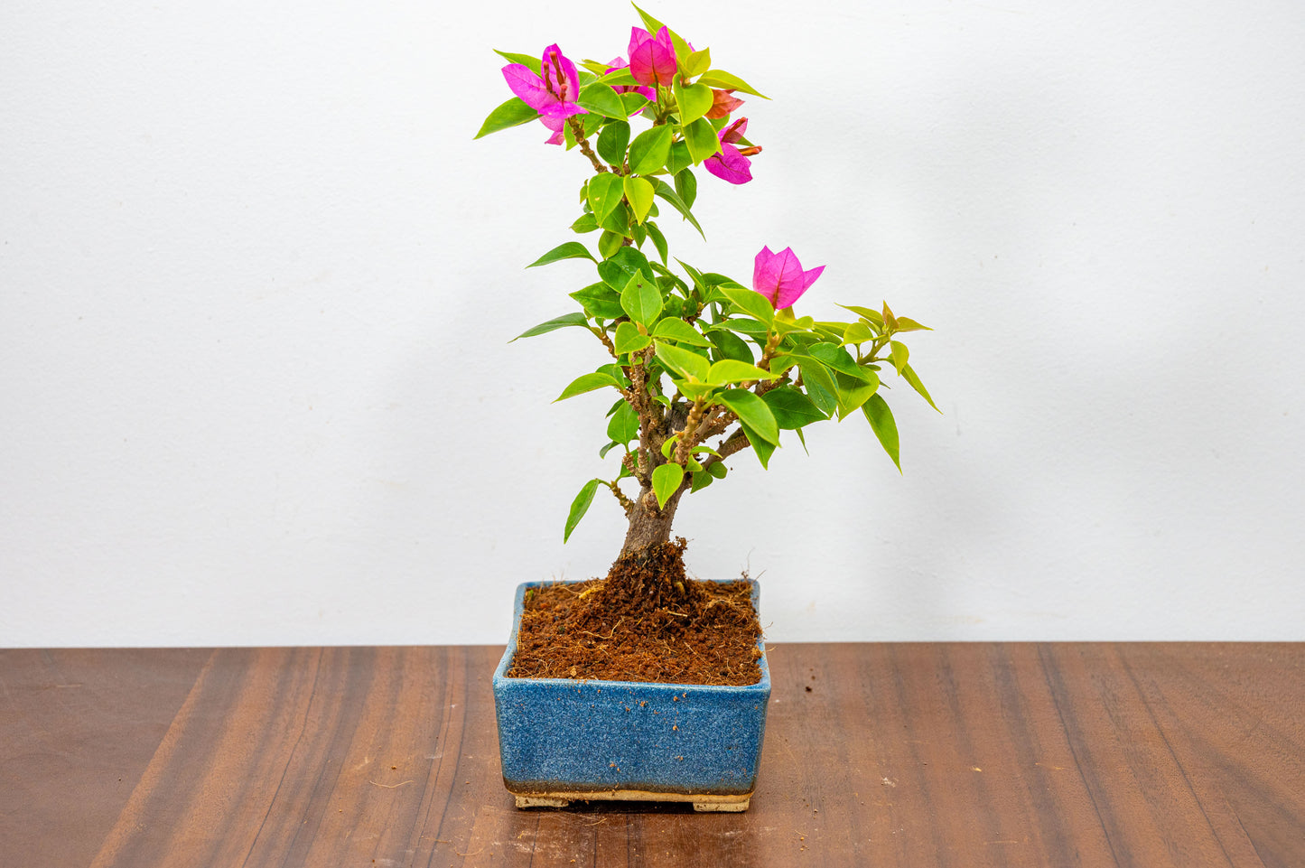 Bougainvillea  Pink Flowering Bonsai - 12cm Matt Blue pot