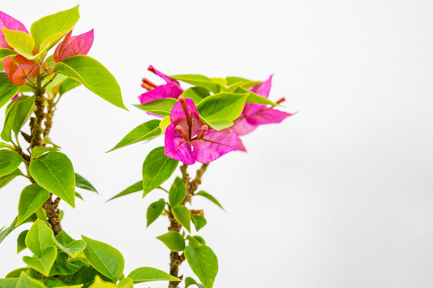 Bougainvillea  Pink Flowering Bonsai - 12cm Matt Blue pot