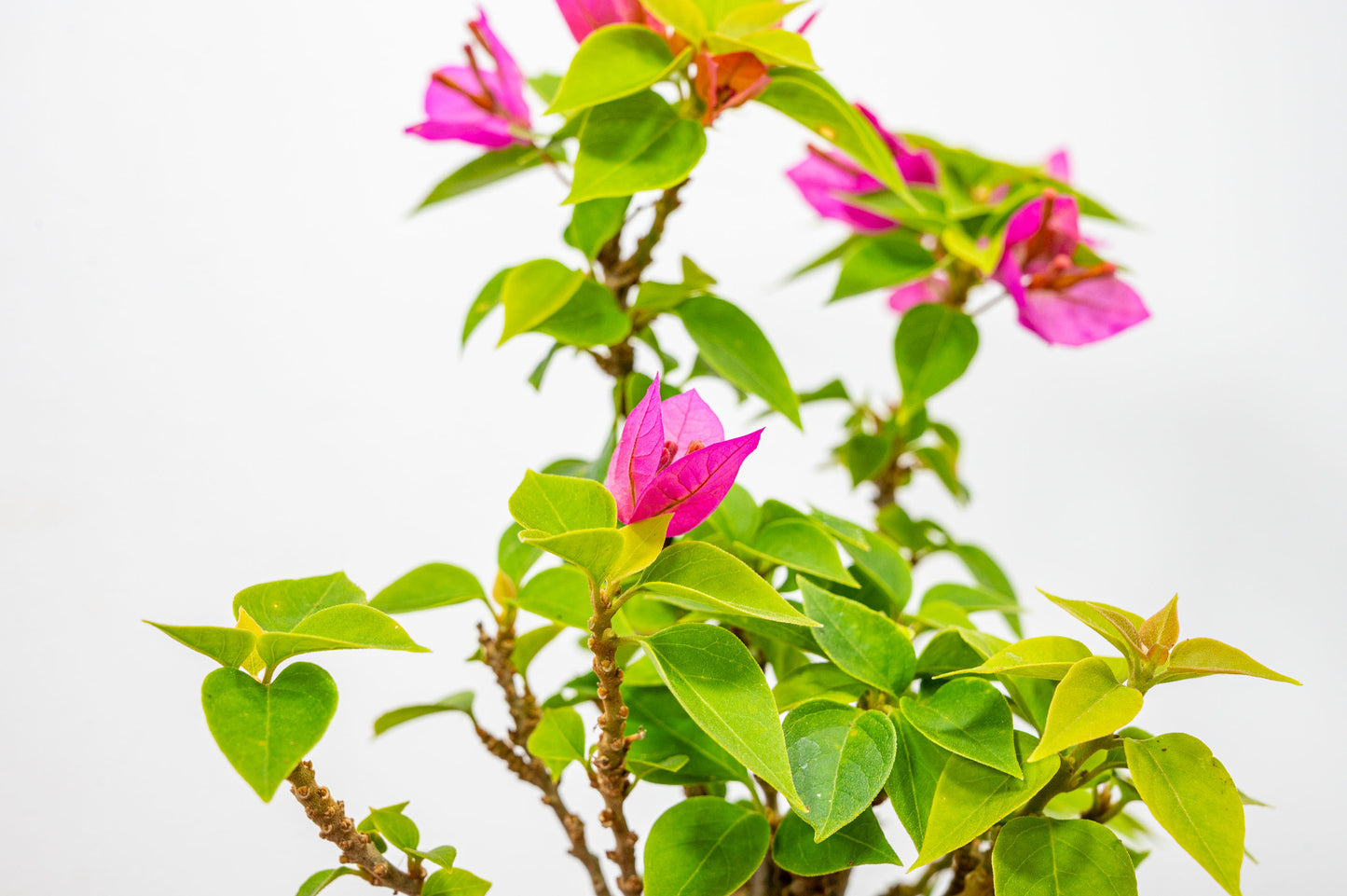 Bougainvillea  Pink Flowering Bonsai - 12cm Matt Blue pot