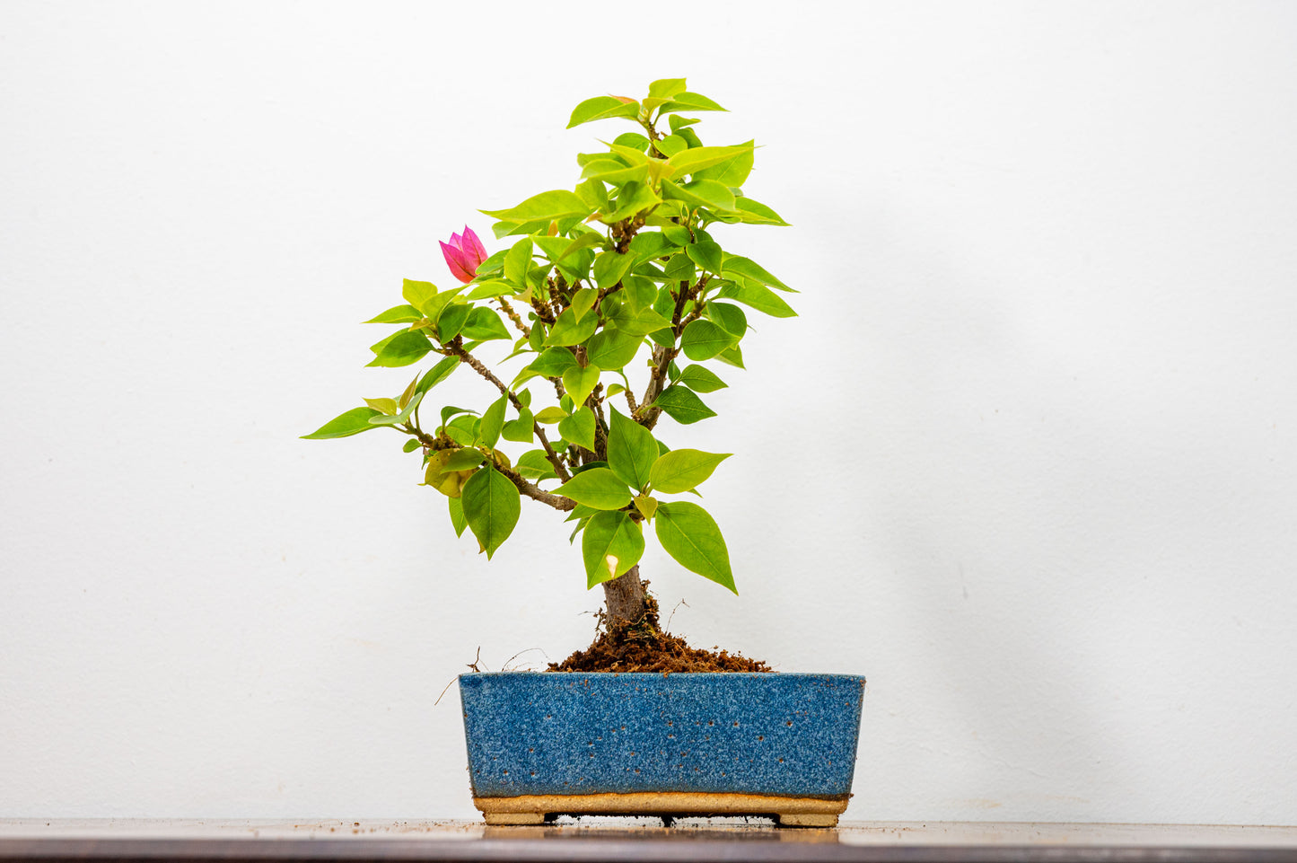 Bougainvillea  Pink Flowering Bonsai - 12cm Matt Blue pot