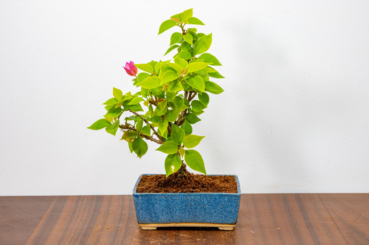 Bougainvillea  Pink Flowering Bonsai - 12cm Matt Blue pot