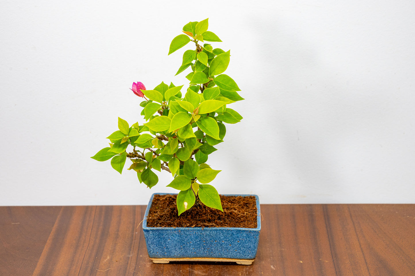 Bougainvillea  Pink Flowering Bonsai - 12cm Matt Blue pot