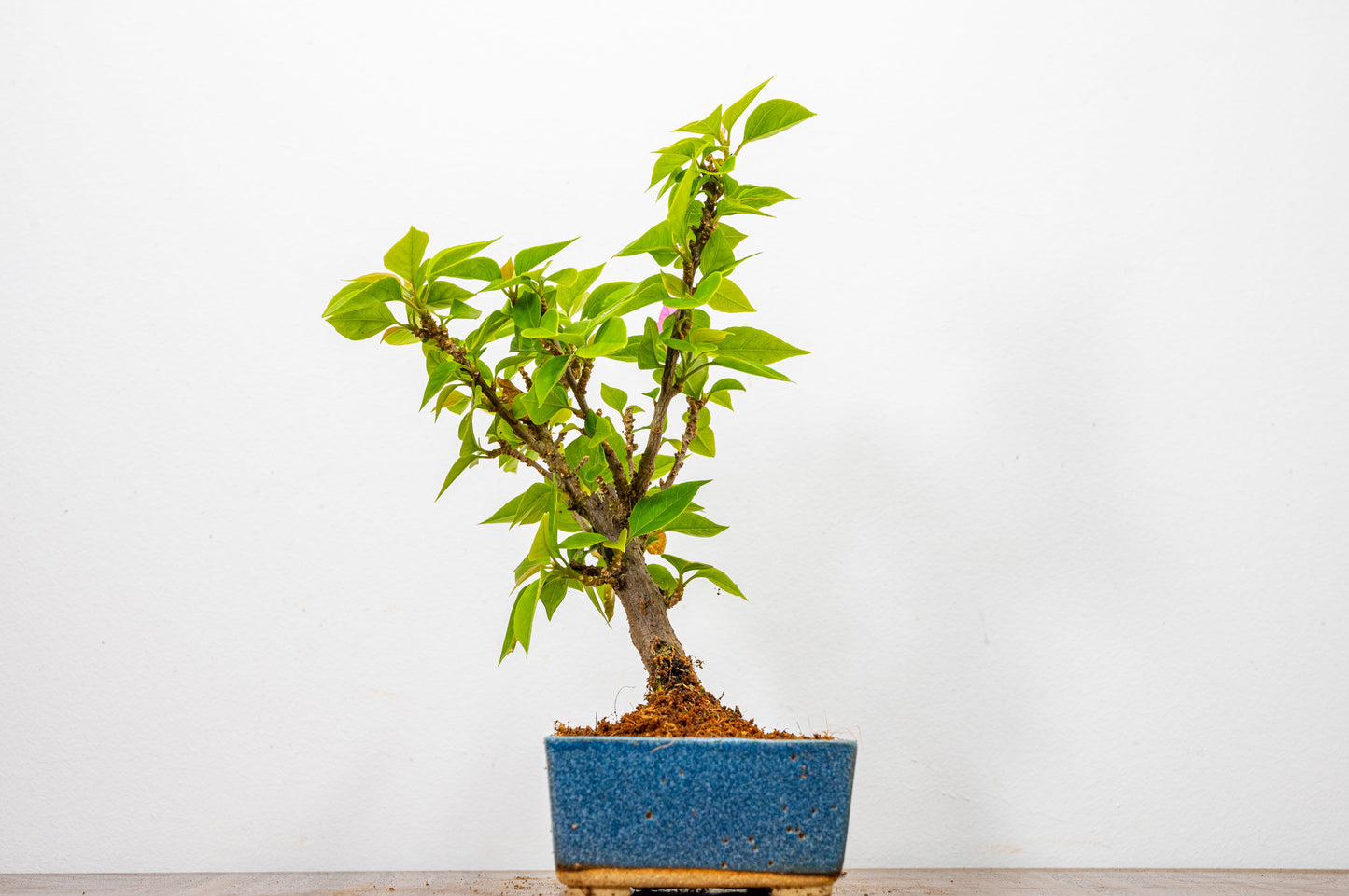 Bougainvillea  Pink Flowering Bonsai - 12cm Matt Blue pot