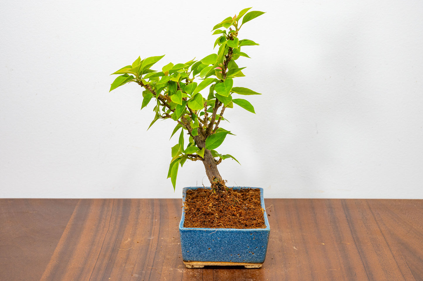 Bougainvillea  Pink Flowering Bonsai - 12cm Matt Blue pot