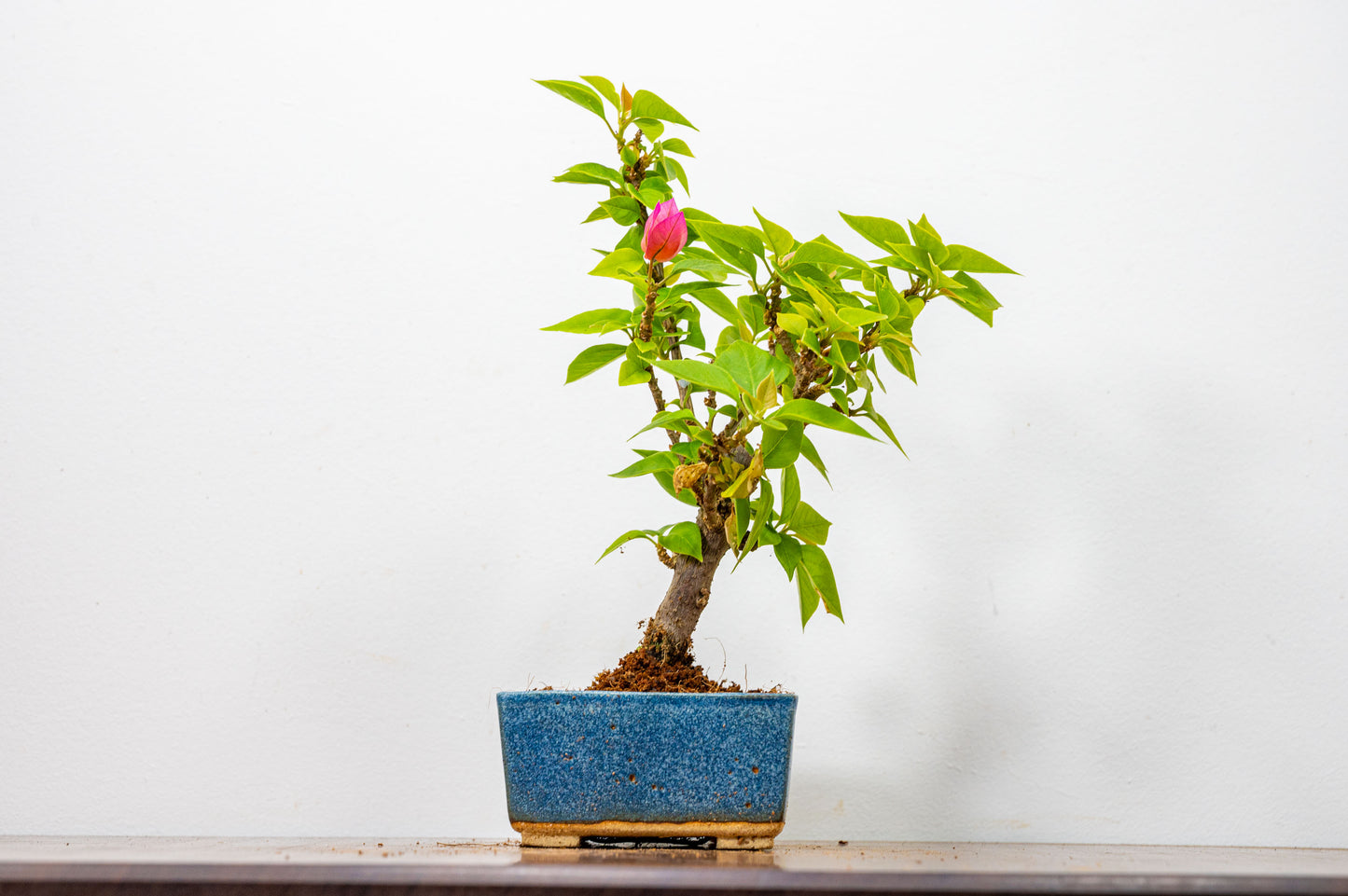 Bougainvillea  Pink Flowering Bonsai - 12cm Matt Blue pot