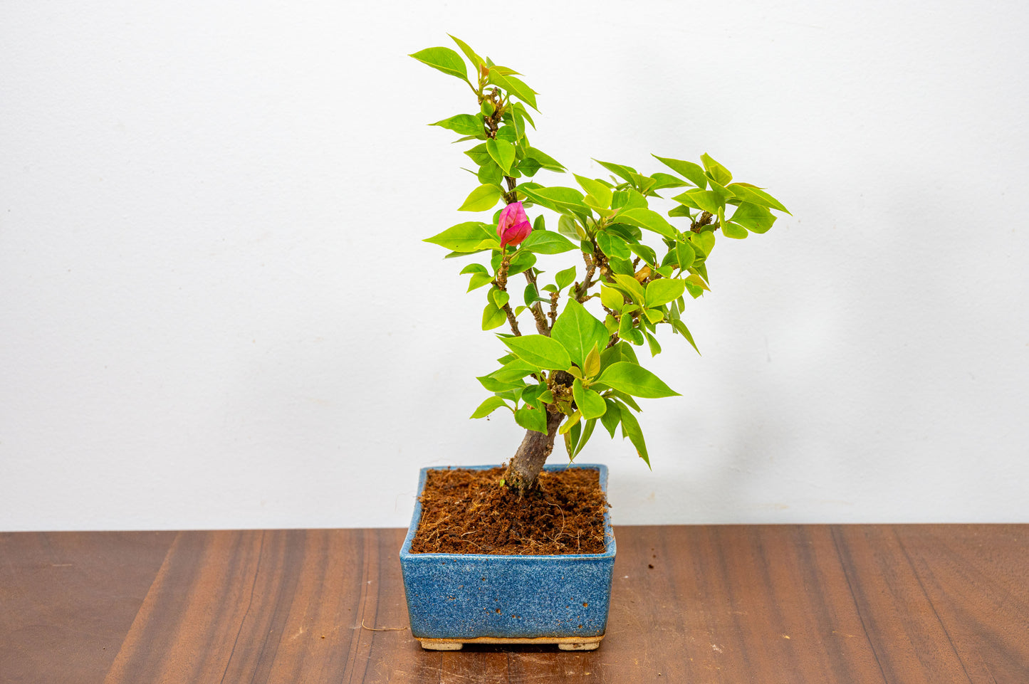 Bougainvillea  Pink Flowering Bonsai - 12cm Matt Blue pot