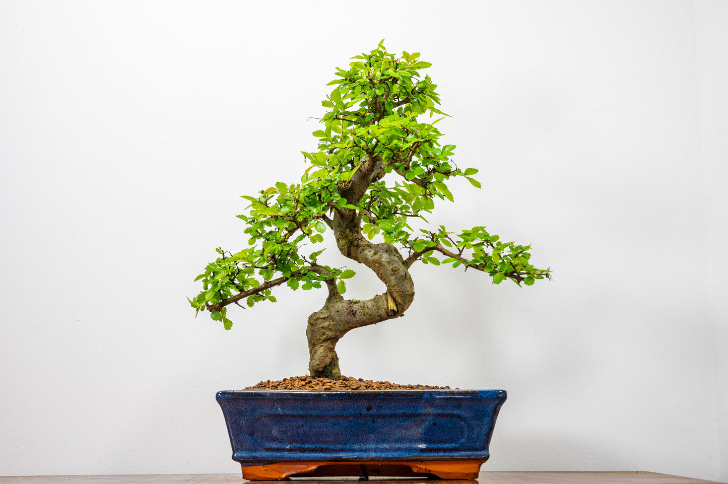 Chinese Elm Bonsai and Care Kit in 25cm Navy Ceramic Pot