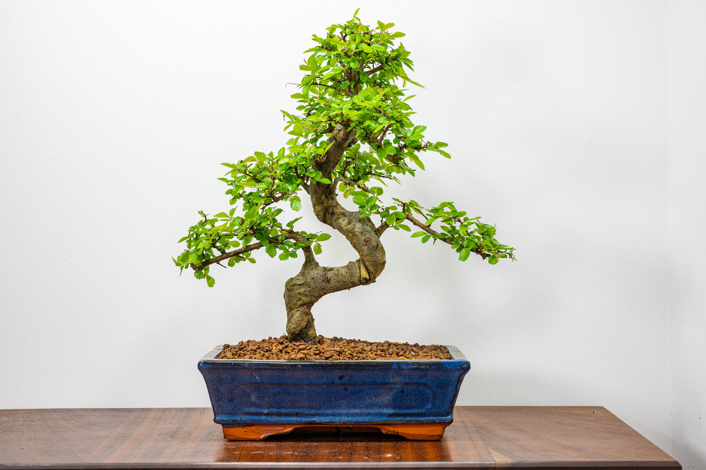 Chinese Elm Bonsai and Care Kit in 25cm Navy Ceramic Pot