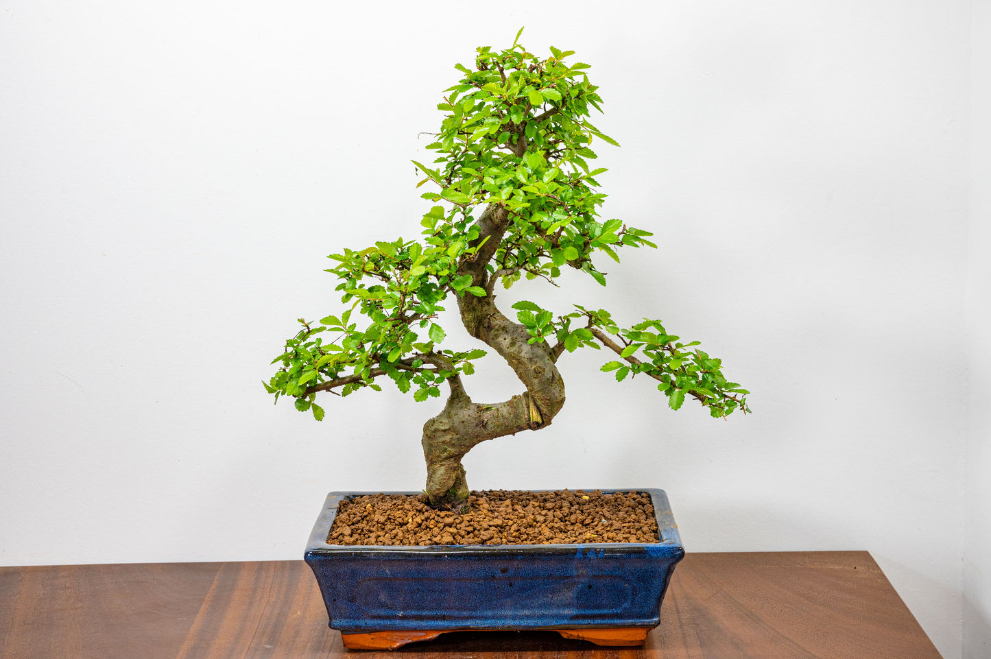 Chinese Elm Bonsai and Care Kit in 25cm Navy Ceramic Pot