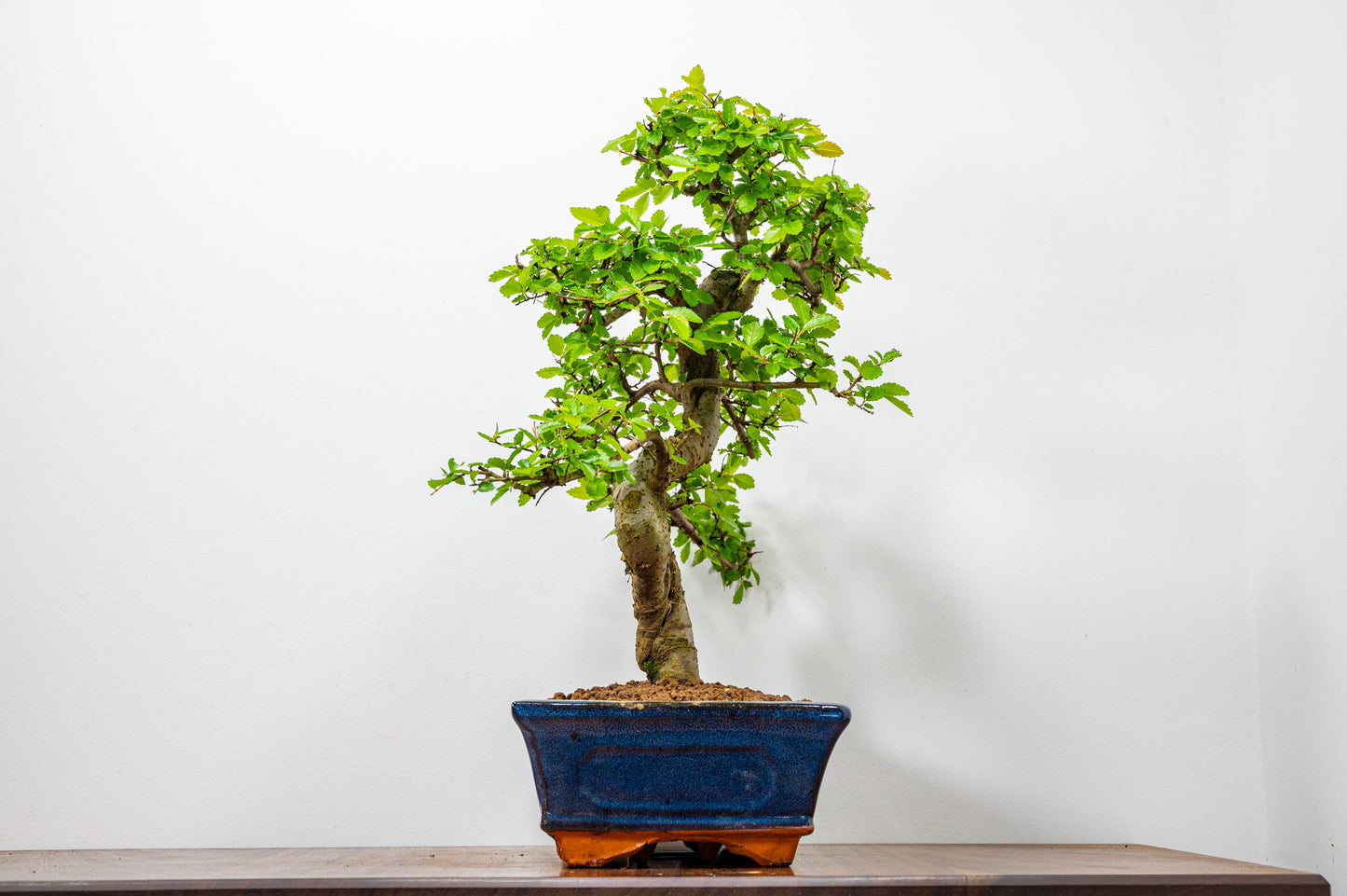 Chinese Elm Bonsai and Care Kit in 25cm Navy Ceramic Pot