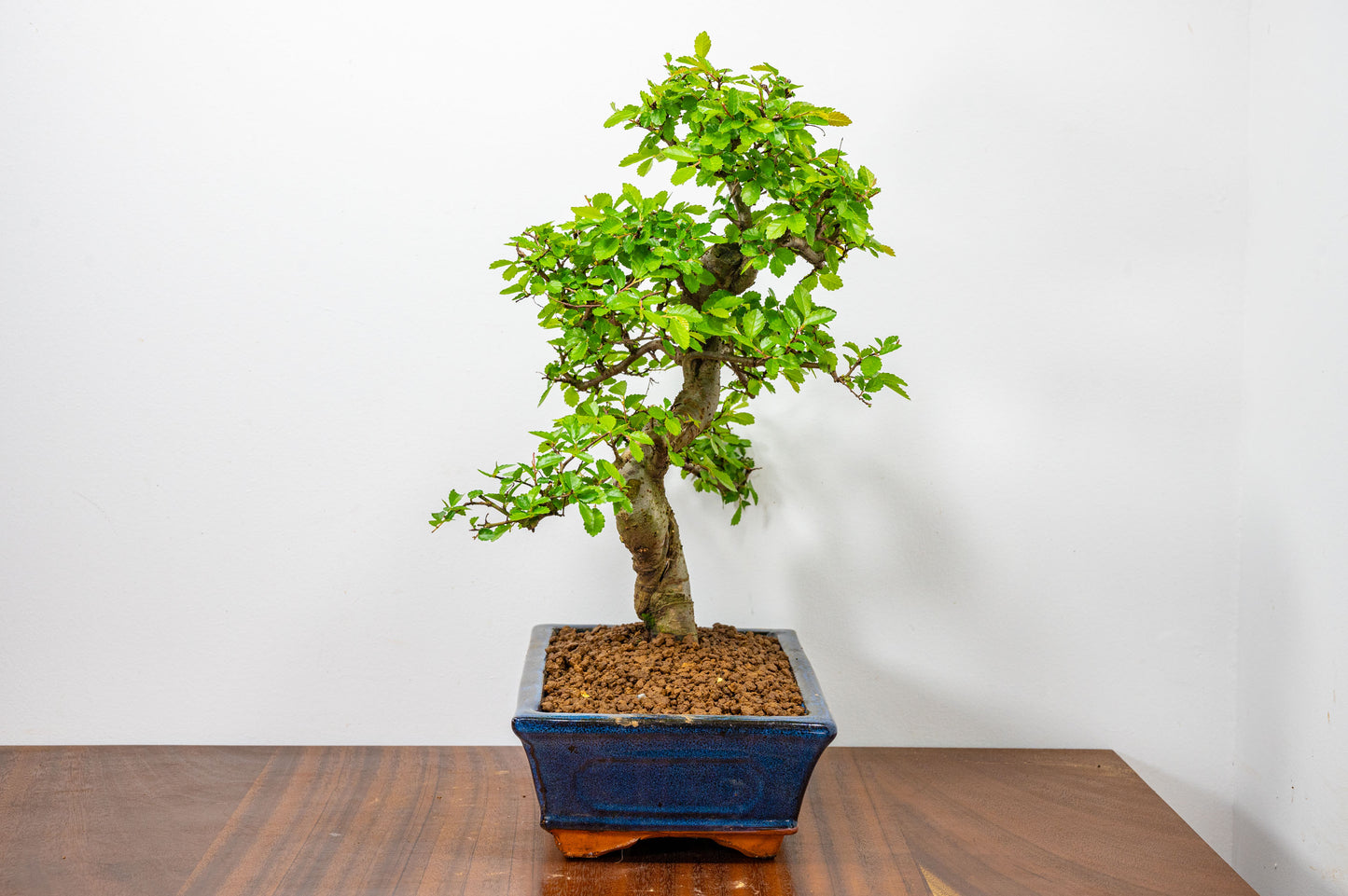 Chinese Elm Bonsai and Care Kit in 25cm Navy Ceramic Pot