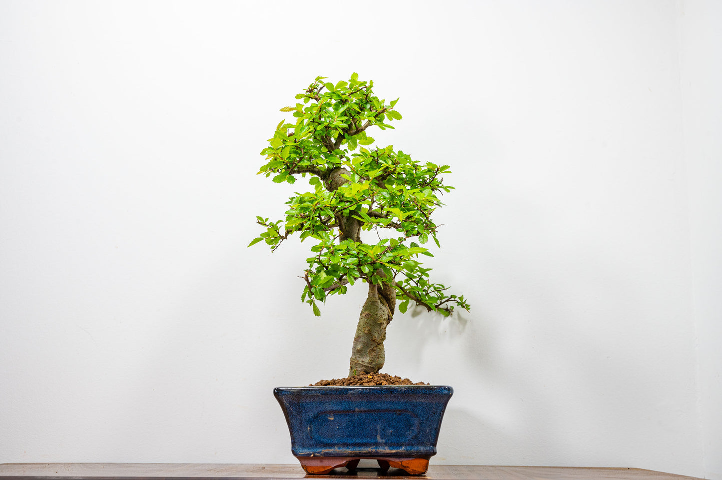 Chinese Elm Bonsai and Care Kit in 25cm Navy Ceramic Pot