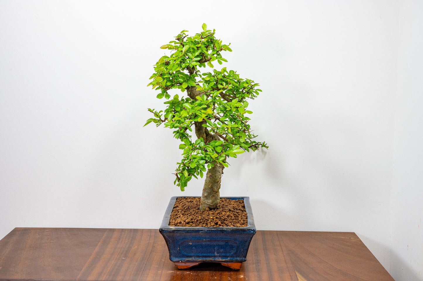 Chinese Elm Bonsai and Care Kit in 25cm Navy Ceramic Pot