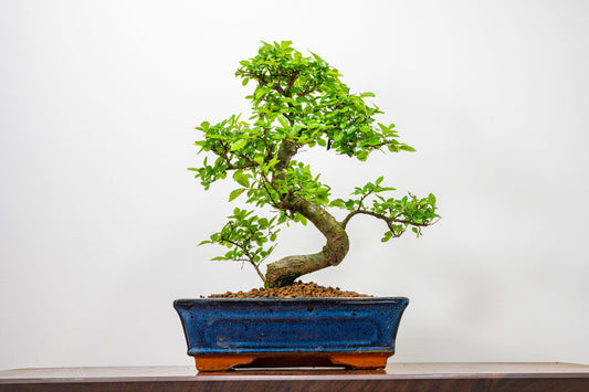 Chinese Elm Bonsai and Care Kit in 25cm Navy Ceramic Pot