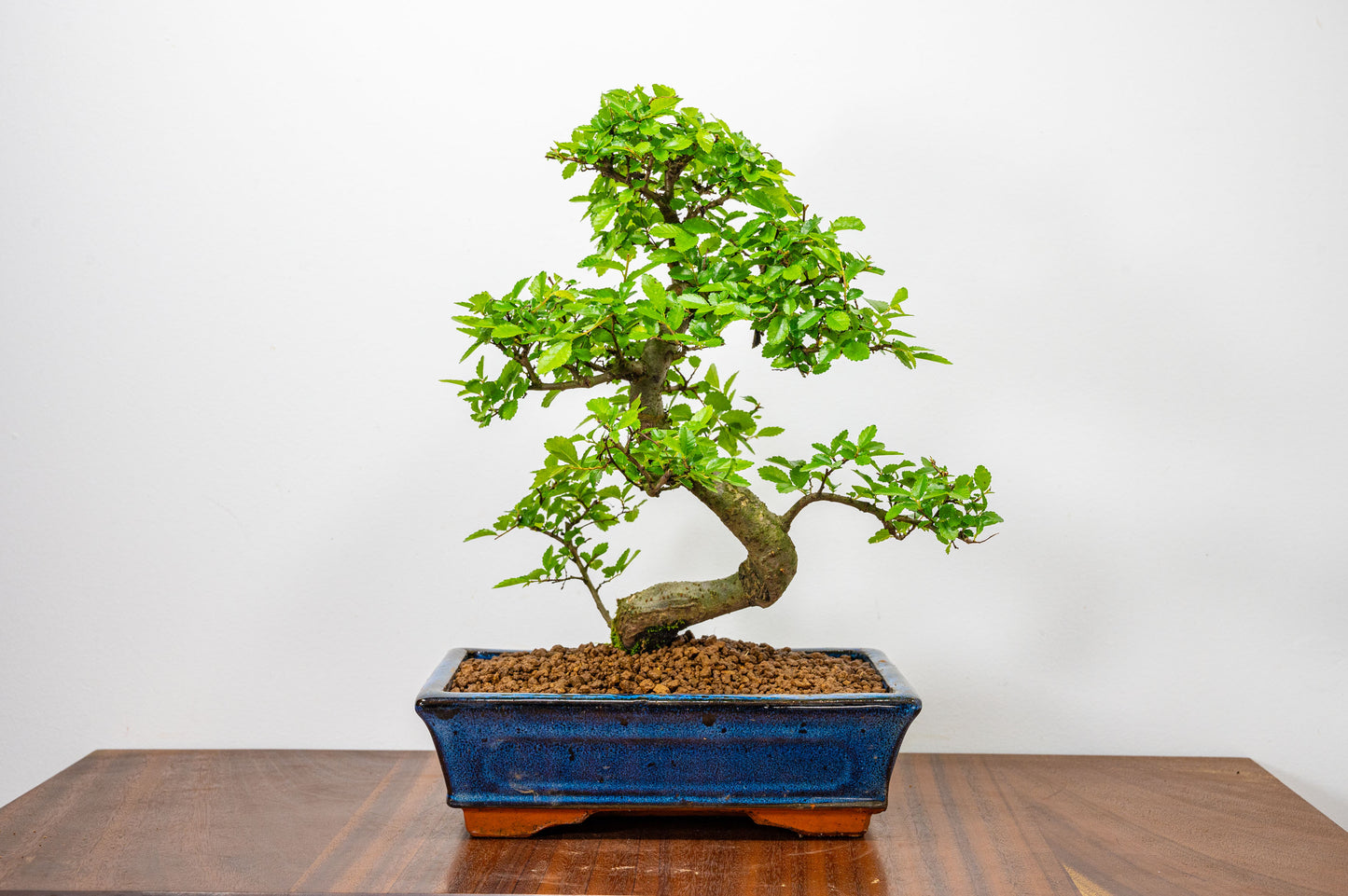 Chinese Elm Bonsai and Care Kit in 25cm Navy Ceramic Pot