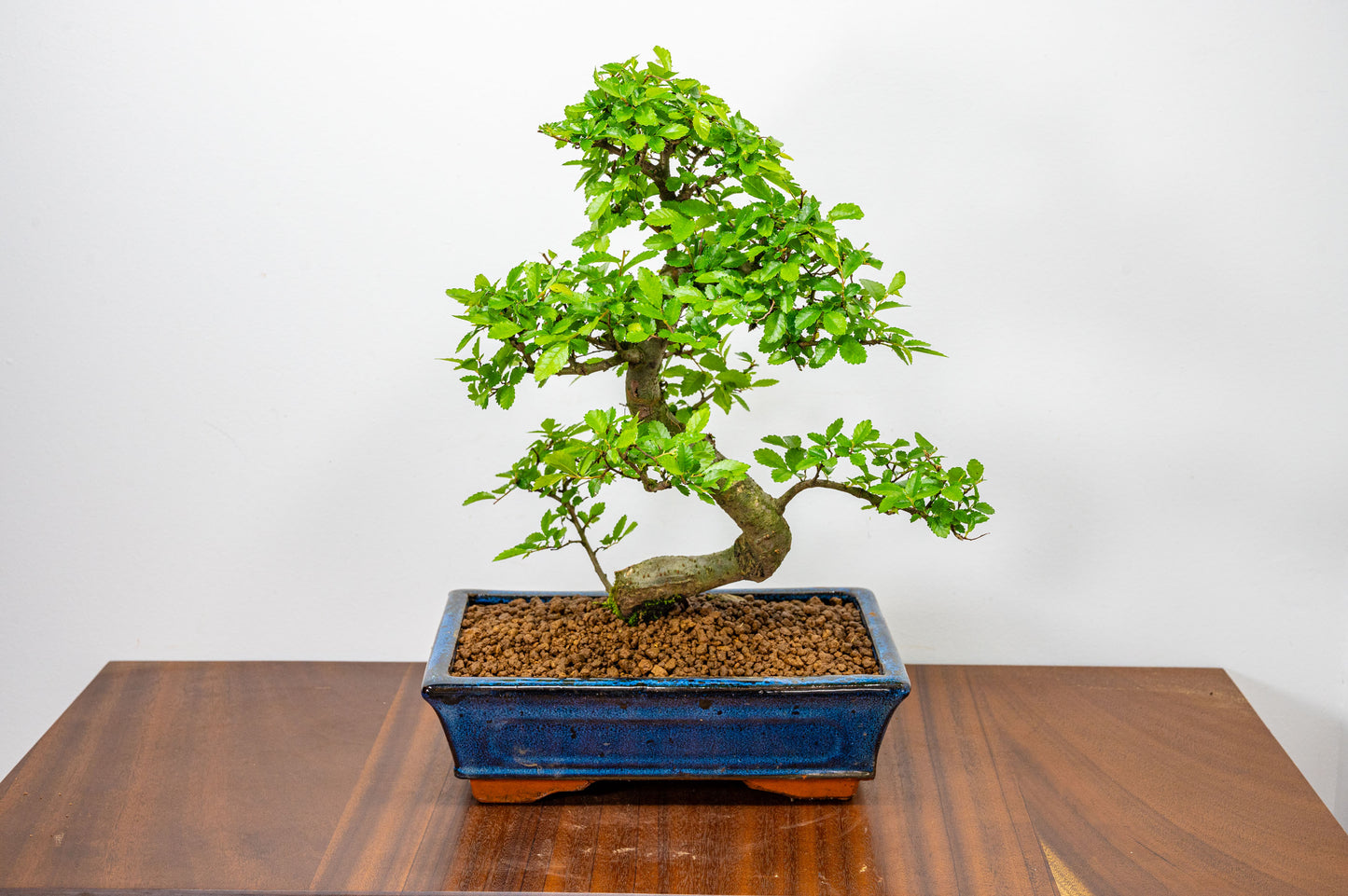 Chinese Elm Bonsai and Care Kit in 25cm Navy Ceramic Pot