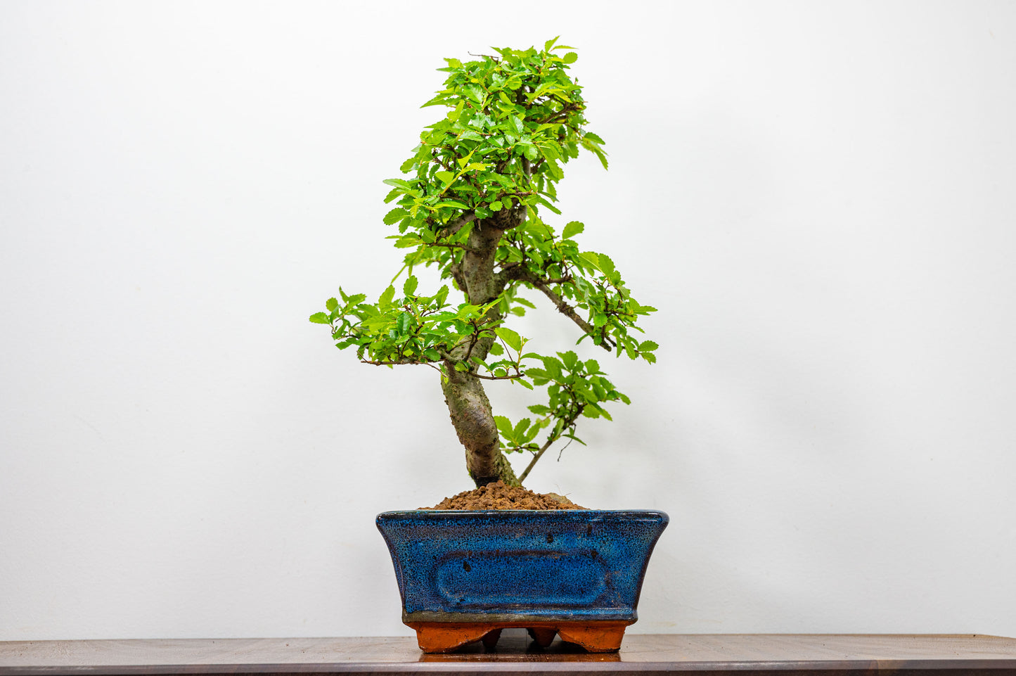 Chinese Elm Bonsai and Care Kit in 25cm Navy Ceramic Pot