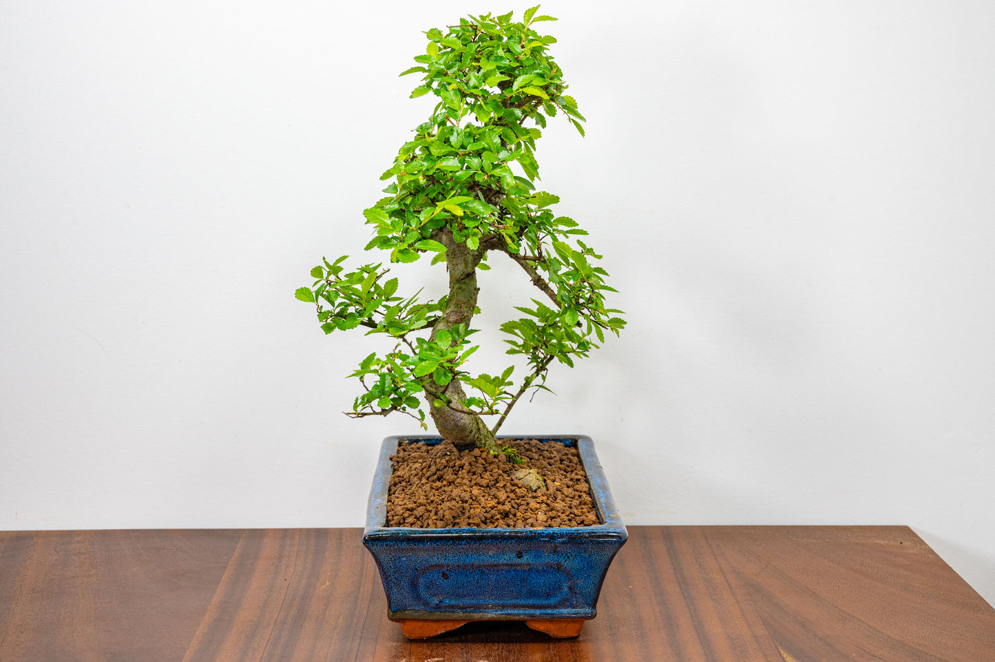 Chinese Elm Bonsai and Care Kit in 25cm Navy Ceramic Pot