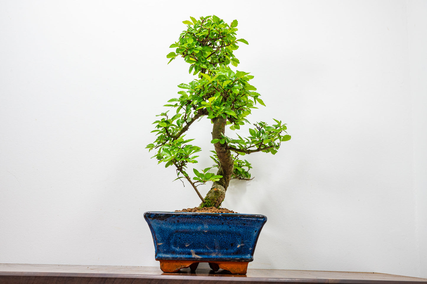 Chinese Elm Bonsai and Care Kit in 25cm Navy Ceramic Pot